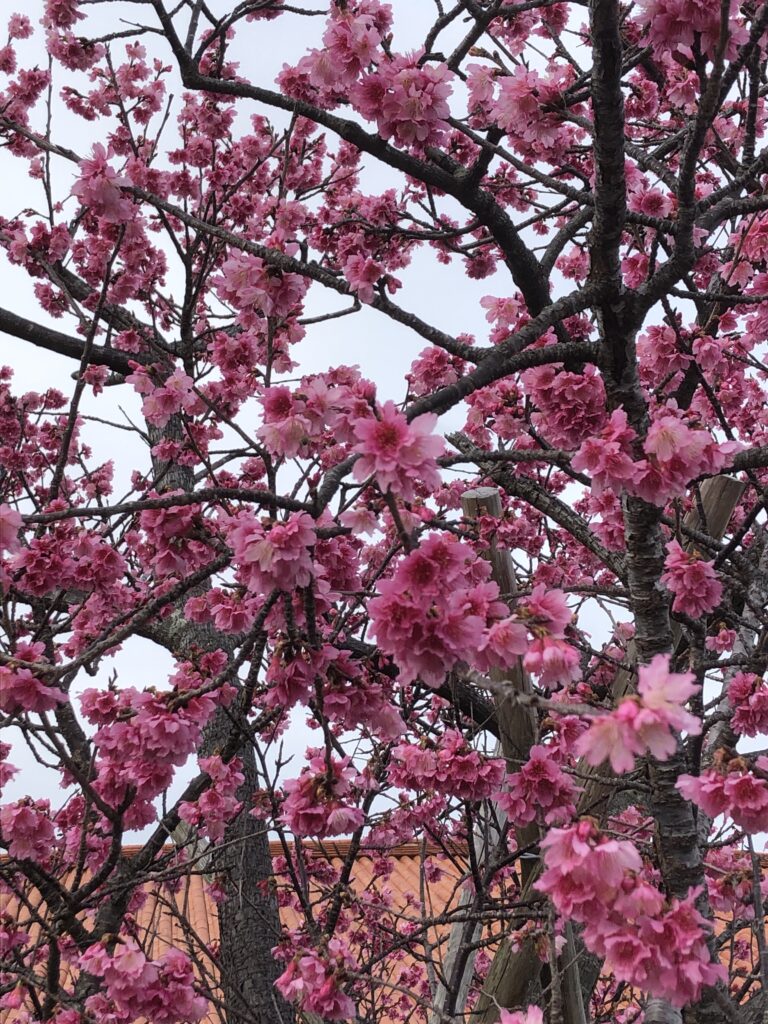 沖縄の寒緋桜（カンヒザクラ）。鮮やかな濃いピンク色の花が下向きに咲くのが特徴で、本州のソメイヨシノより2ヶ月早く開花する日本一早い桜