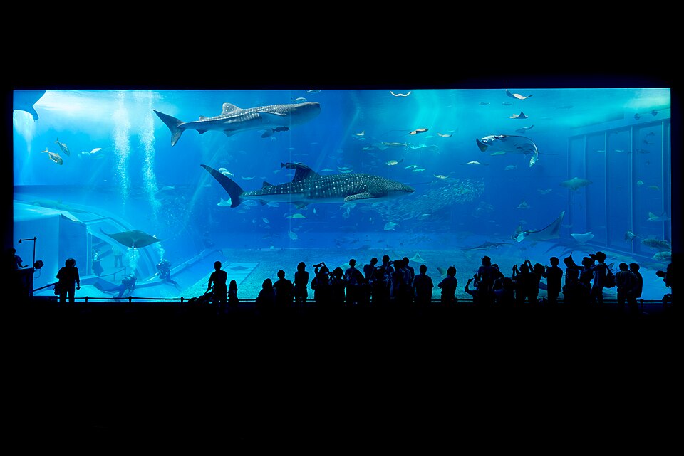 美ら海水族館「黒潮の海」の大水槽とジンベエザメ