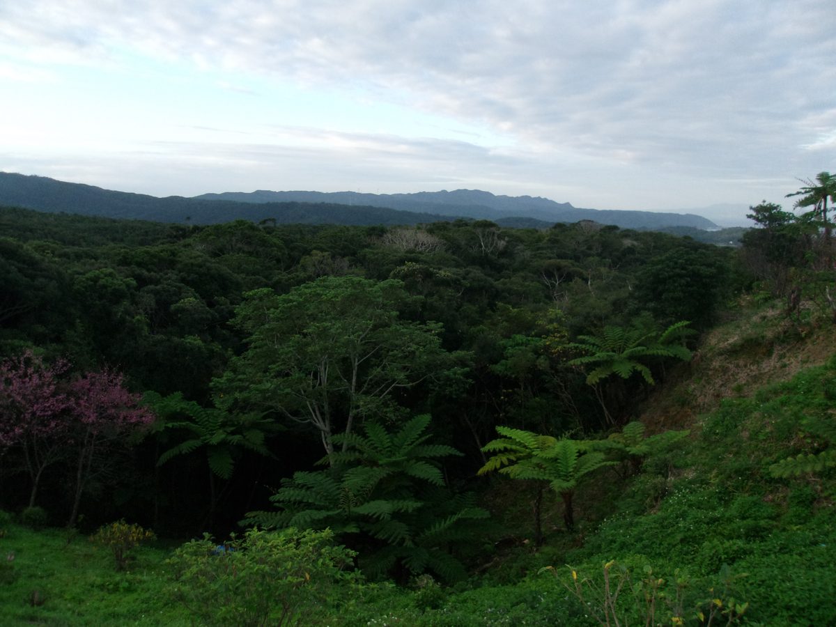 国頭村・やんばるの森