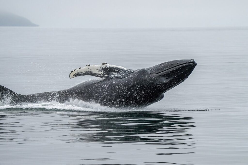 ブリーチングするザトウクジラ（イメージ）