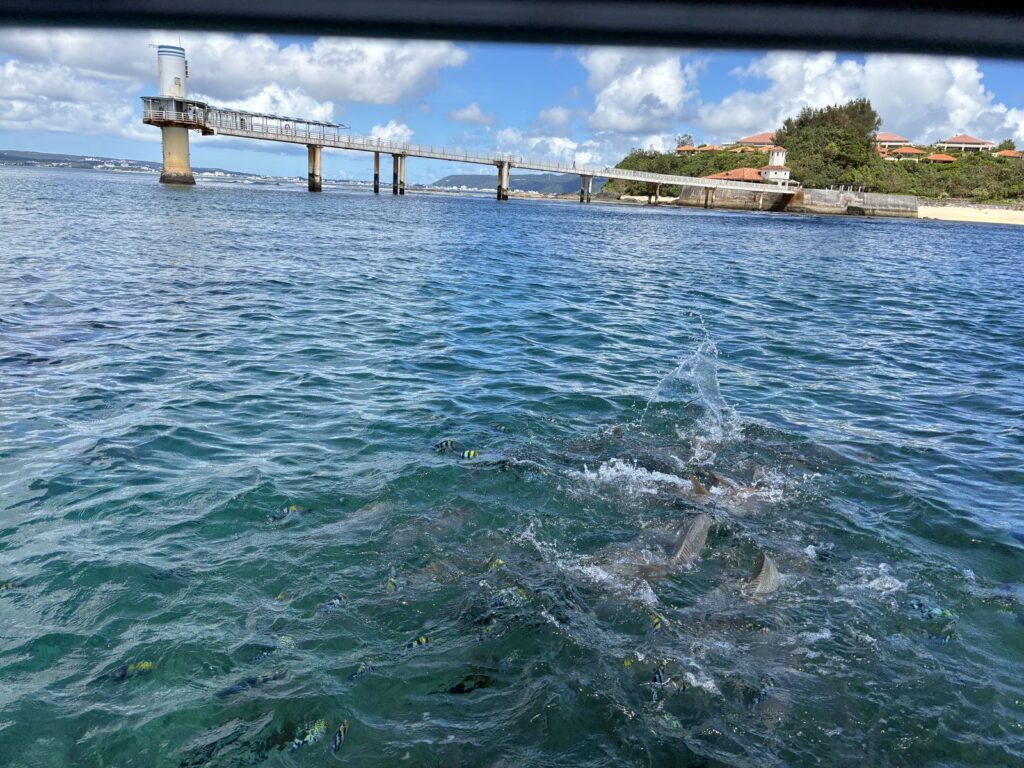 グラスボートからエサをまくと魚が集まり、水しぶきが上がる様子