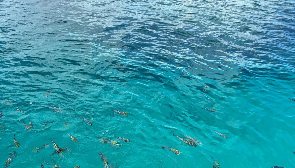 グラスボートのすぐ横に集まってきたカラフルな魚たち