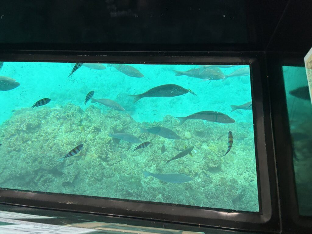 グラスボートの船底のガラス越しに見えたサンゴと魚の群れ