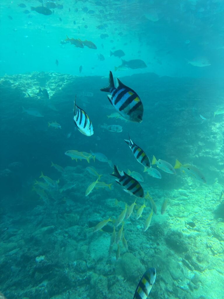 海中展望塔の窓の前を泳ぐ、しま模様の魚と黄色い魚の群れ