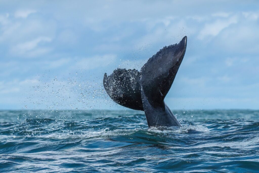 海面から高く上がったザトウクジラの尾びれ(写真はイメージ)